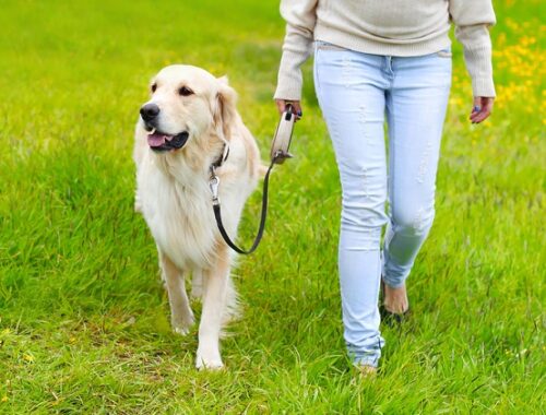 Le nuove regole per passeggiare con il cane in vigore da oggi