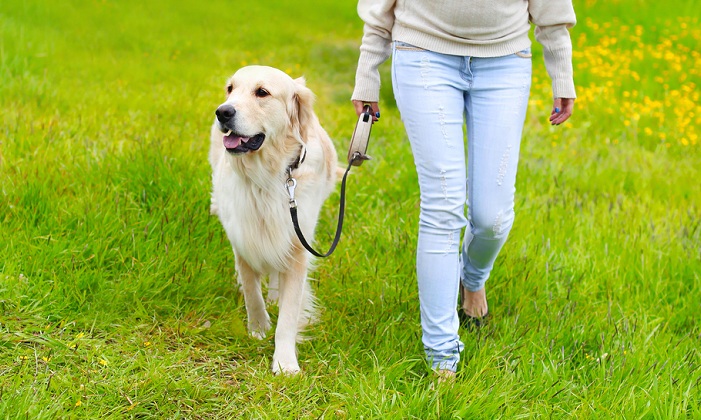 Le nuove regole per passeggiare con il cane in vigore da oggi