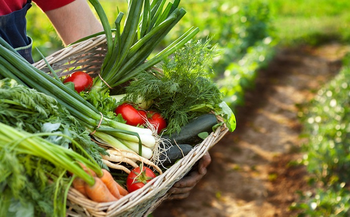 Agricoltura: il Senato approva la legge sul Biologico, Italia prima al mondo